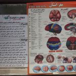 موسسه طب سنتی درمان سبز ایران در فلاح