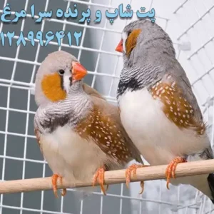 پت-شاپ-و-پرنده-سرا-مرغ-سحر-در-میدان-شهدا