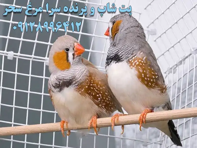 پت شاپ و پرنده سرا مرغ سحر در میدان شهدا