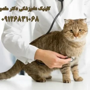 کلینیک-دامپزشکی-دکتر-مقصودی-در-پاسداران