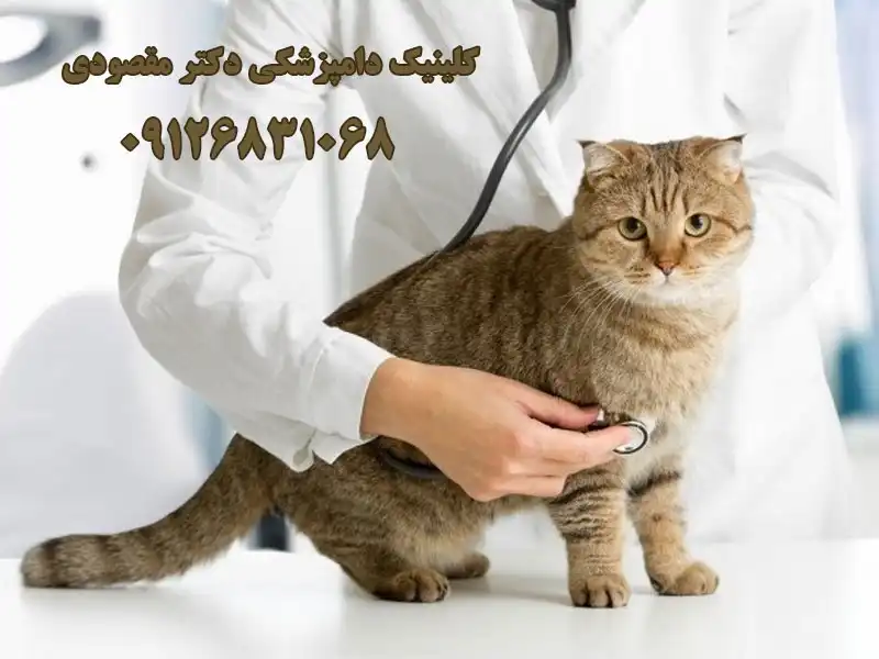 کلینیک دامپزشکی دکتر مقصودی در پاسداران