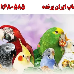 پرنده-شاخص