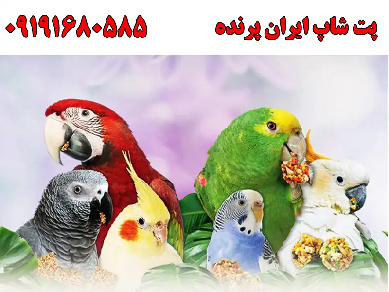 پت شاپ ایران پرنده در ستارخان