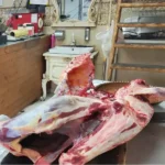 مرکز فروش گوشت شترمرغ رضایی نژاد در گیلان