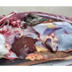 مرکز فروش گوشت شترمرغ رضایی نژاد در گیلان