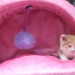 دهکده حیوانات در شهرک اکباتان فاز 2