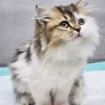 کلینیک دکتر پرکار در مرزداران