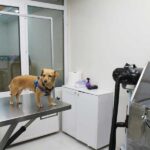 پت شاپ 115 در ستارخان